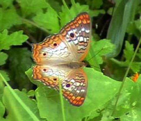 Schmetterling