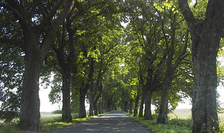 typische Baumallee in Ostpreu�en