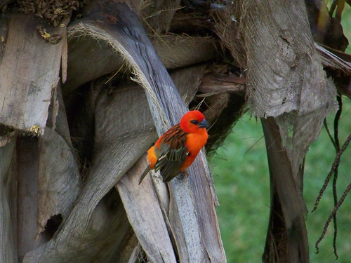 rot gef&auml;rbter Kardinal