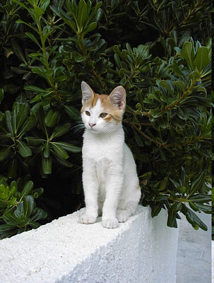 Hotel Lindos Royal Village