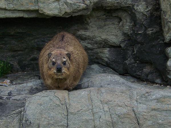 Rock Dassie