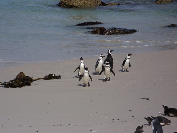 Pinguine Simon�s Town