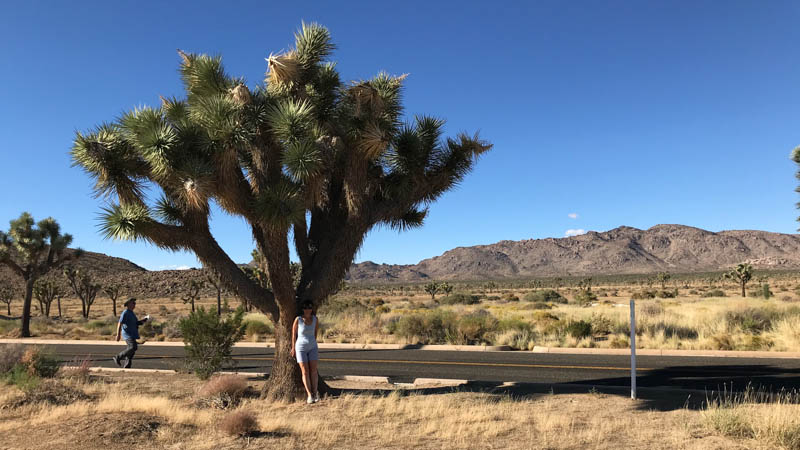 Joshua Tree Nationalpark