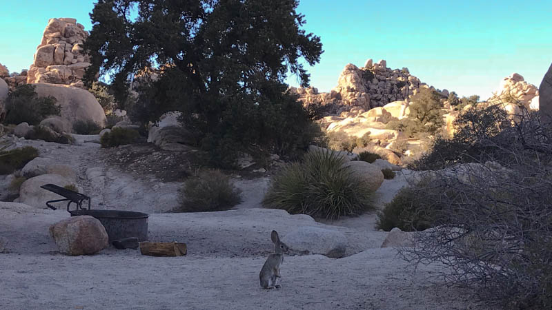 Joshua Tree Nationalpark Chimney Rock