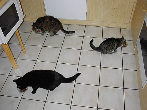 Ali oben links, Quirli rechts und Mohrli unten